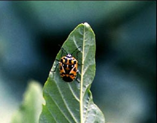 Harlequin Bug