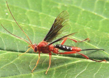 Ichneumon Wasp