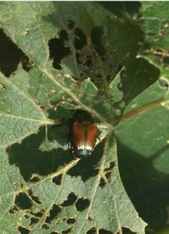Popillia japonica Popillia japonica