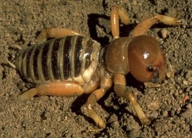 Jerusalem Cricket