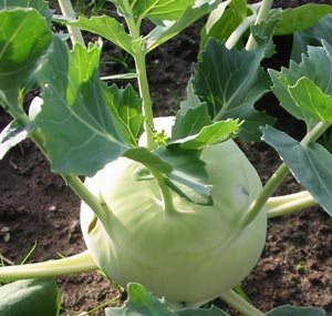 Kohlrabi