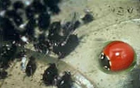 Lady Beetle Cycloneda species Lady Beetle Cycloneda species