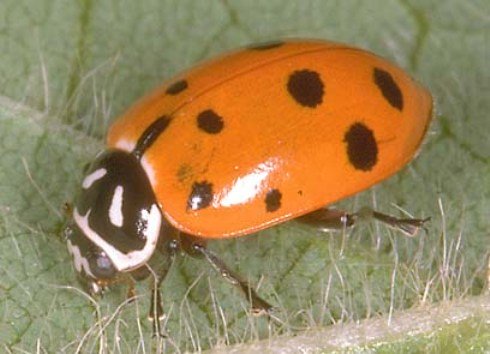 Lady Beetle -  Hippodamia convergens