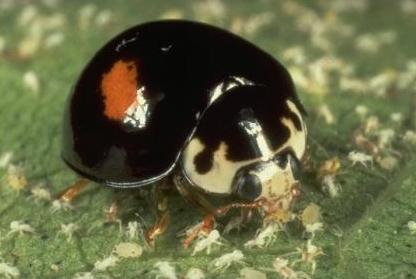 Lady Beetle - Olla abdominalis