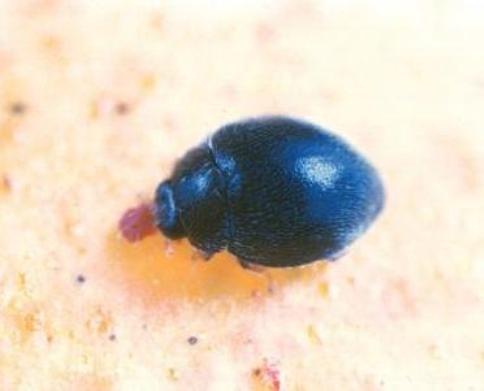 lady-beetle-stethorus-picipes lady-beetle-stethorus-picipes