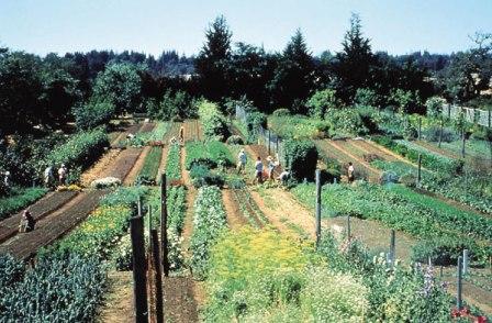 large scale gardening beds