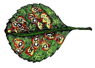 leaf with speckles