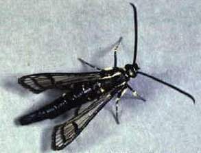 Lesser Peachtree Borer Lesser Peachtree Borer