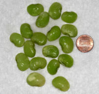 picked lima beans