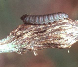 Limabean Pod Borer