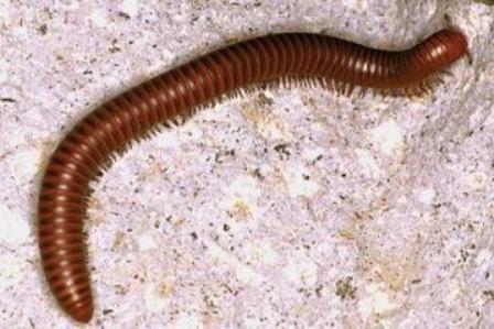 Millipedes