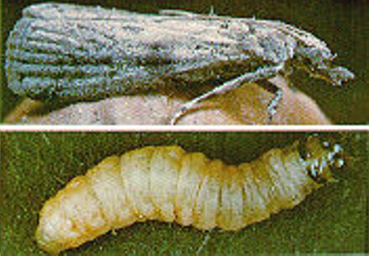 Navel Orangeworm Navel Orangeworm