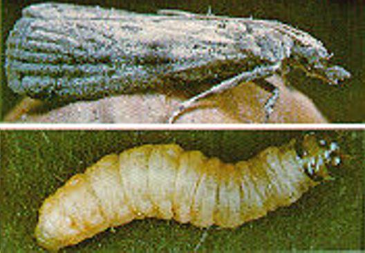 Navel Orangeworm