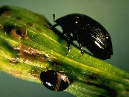 Negro Bug Negro Bug