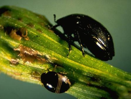 Negro Bug Negro Bug