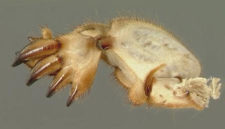 Northern Mole Cricket Foreleg