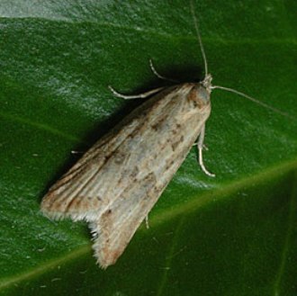 Omnivorous Leaftier Omnivorous Leaftier
