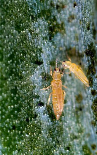 Onion Thrips Onion Thrips