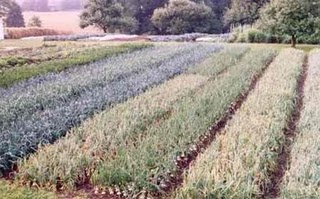 onions gardening beds