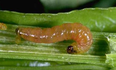 Oriental Fruit Moth Larva Oriental Fruit Moth Larva