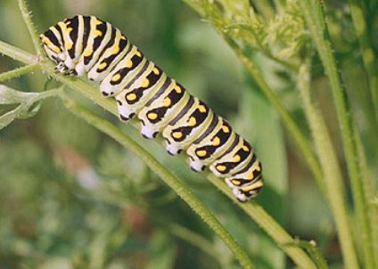 Parsleyworm Parsleyworm
