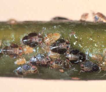 Pear Psylla Pear Psylla