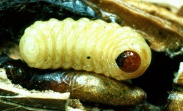 Pecan Weevil Larva