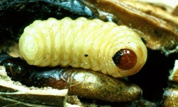 Pecan Weevil Larva Pecan Weevil Larva