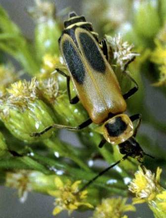 Pennsylvania Leatherwing