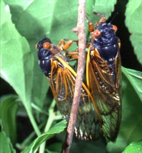 Periodical Cicada Periodical Cicada