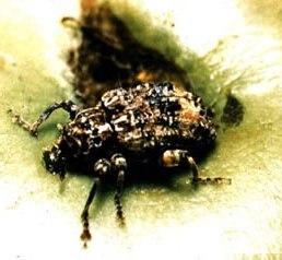 Plum Curculio Plum Curculio
