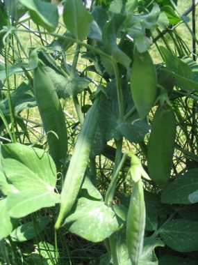 Pole Peas