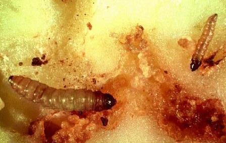 Potato Tuberworm Potato Tuberworm