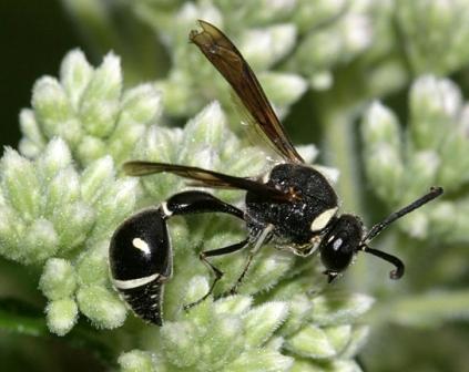 Potter Wasp