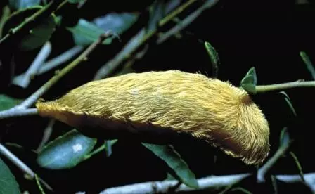 Puss Caterpillar Puss Caterpillar