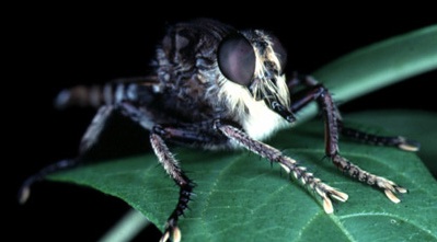 Robber Fly Robber Fly