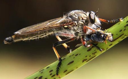 Robber Flies