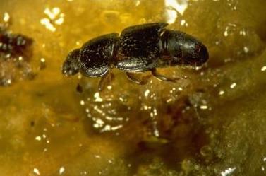 Sap Beetle Sap Beetle