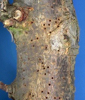 Shothole Borer Damage Shothole Borer Damage