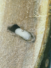 Shothole Borer Larva