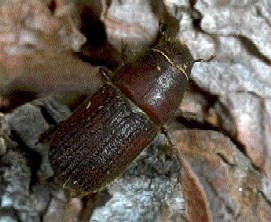Shothole Borer Shothole Borer