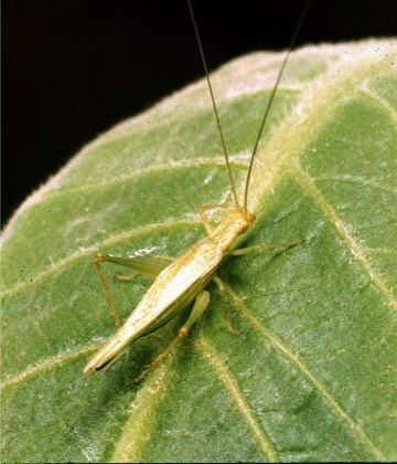 Snowy Tree Cricket Snowy Tree Cricket