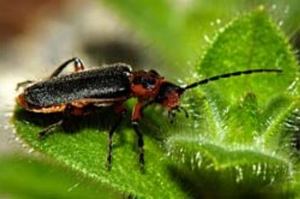 Soldier Beetle Soldier Beetle