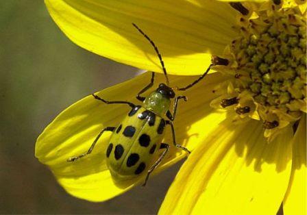 Spotted Cucumber Beetle Spotted Cucumber Beetle