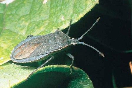 Squash Bug Squash Bug