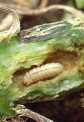 Squash Vine Borer