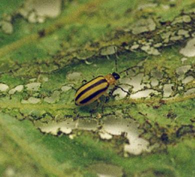 Striped Cucumber Beetle