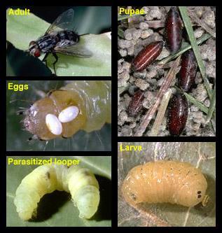 Tachinid Flies Life Cycle