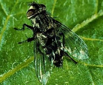 Tachinid Fly