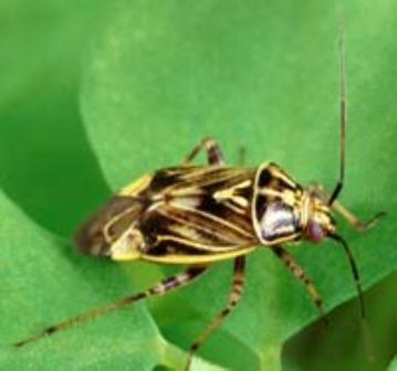 Tarnished Plant Bug